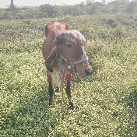 આ ઓળકી વેચવાની છે