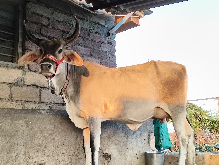 વઢયારી ક્રોસ પેલા વેતર નીહોડકી