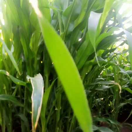 થંબનેલ 1