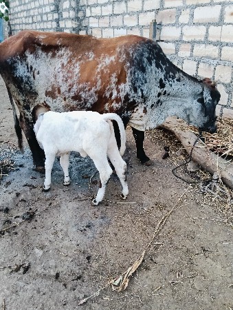 થંબનેલ 3