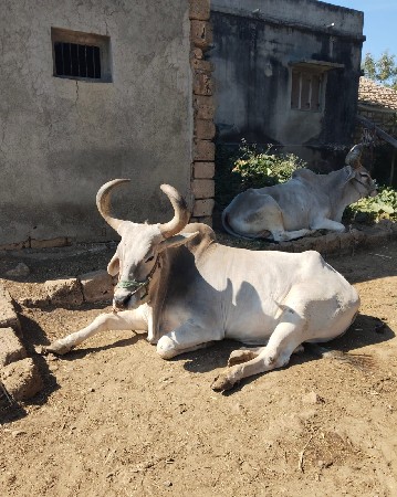 બડદ વેસવાના છે 5 ઘરના