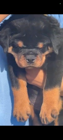 rotwilaer male puppy