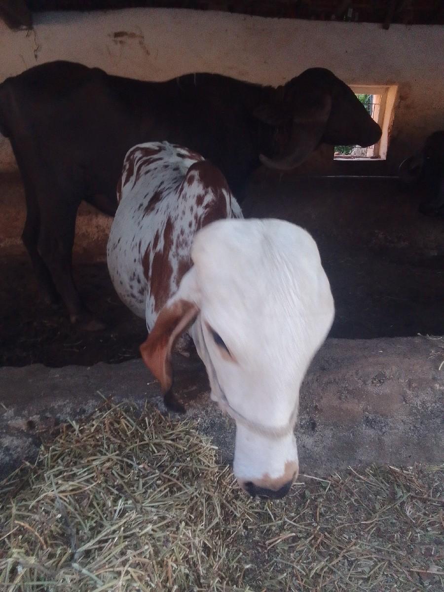 થંબનેલ 2