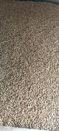 ગિરનાર 4