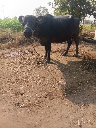 થંબનેલ 3