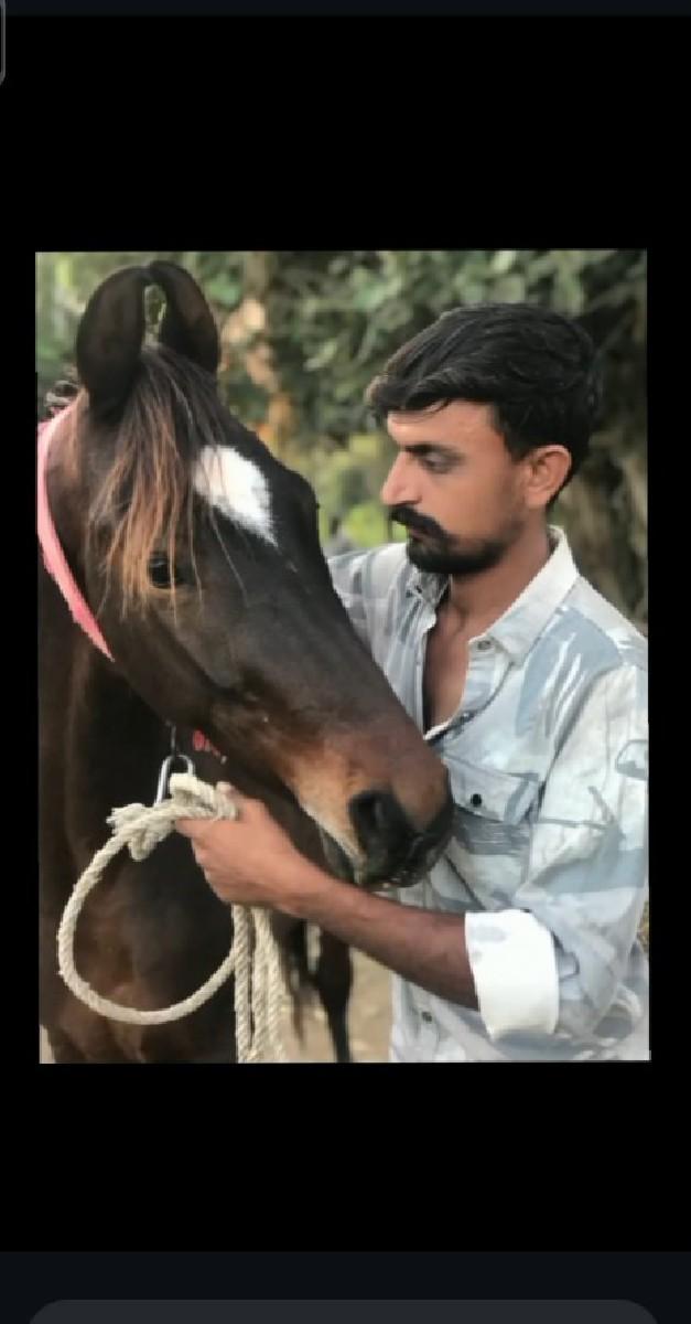 ઘોડો વેંચવાનો છે