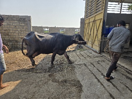 ભેંસ વેચવાની છે