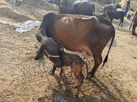 થંબનેલ 2