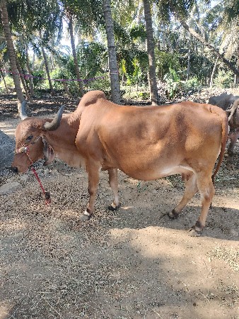 થંબનેલ 3