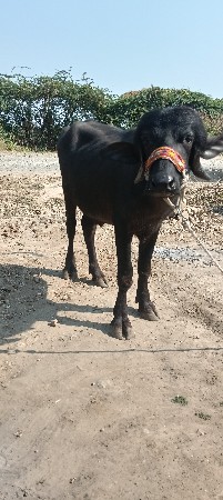 થંબનેલ 3