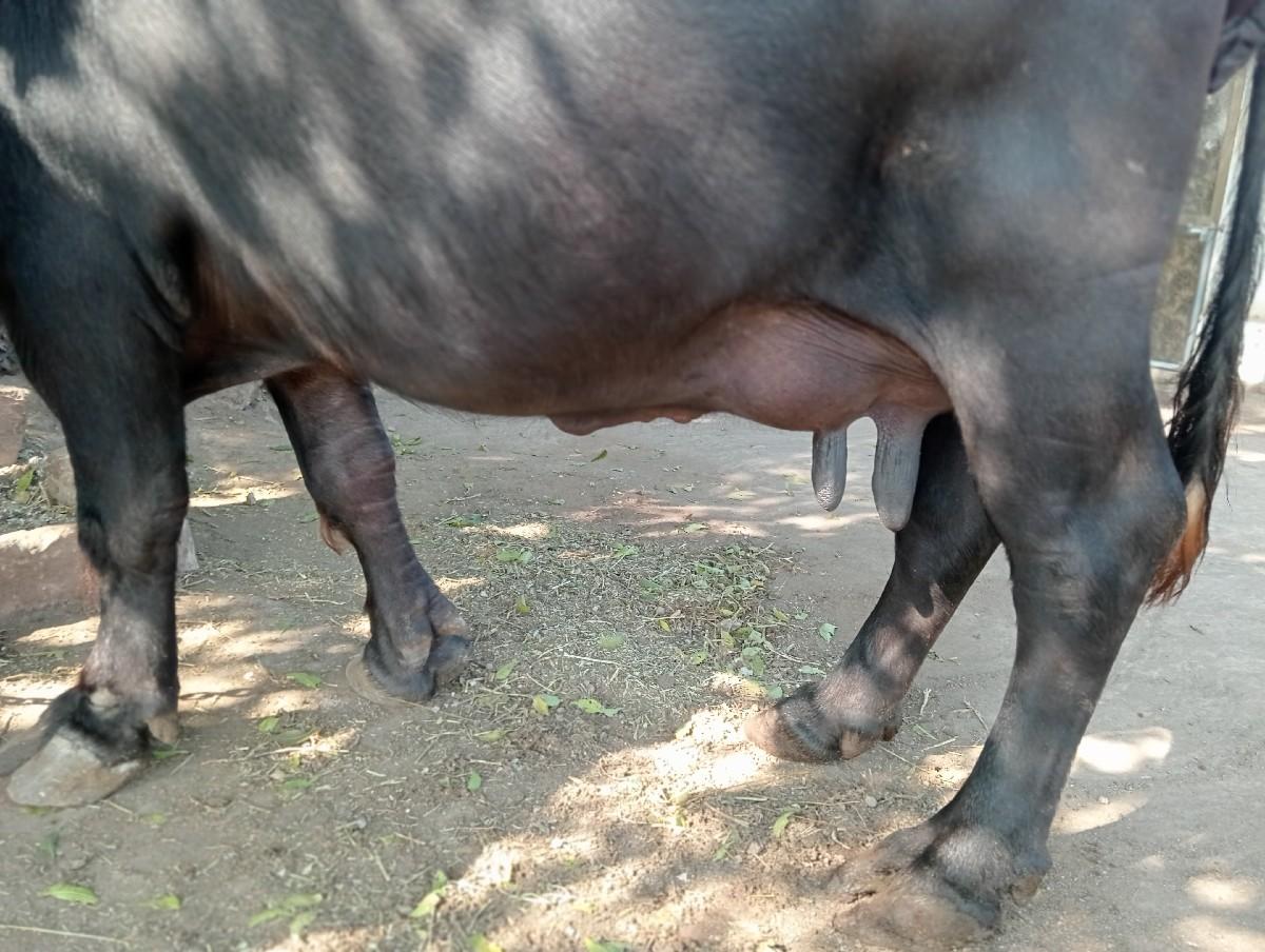 ત્રીજુ વેતર