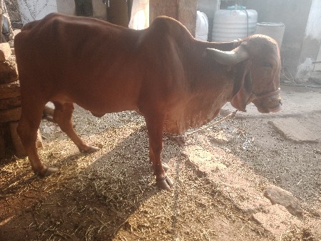 થંબનેલ 3