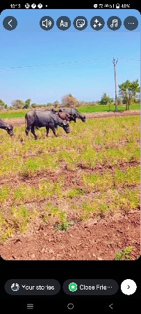 સુધ ઘી ભેસનુ ગેરંટી વારૂ