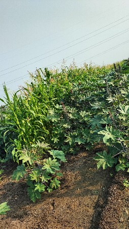 મકાયવેચવાનીછે