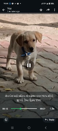 લેબ મેલ અઢી ત્રણ મહિનાનો