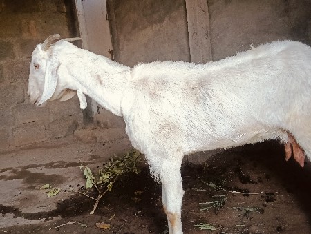 थंबनेल 2