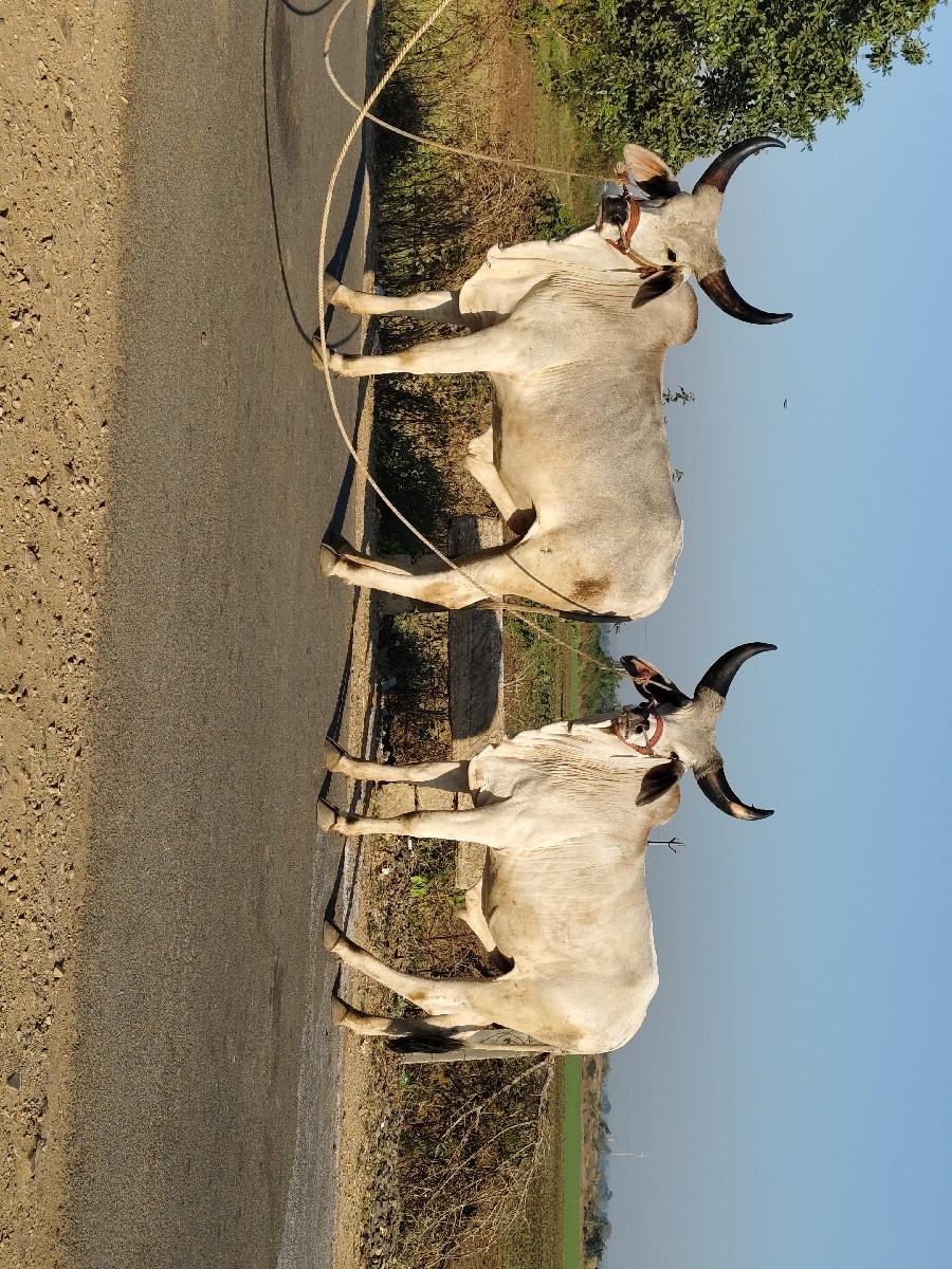 થંબનેલ 2