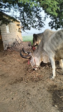 ,બરધવેચવાનાછે