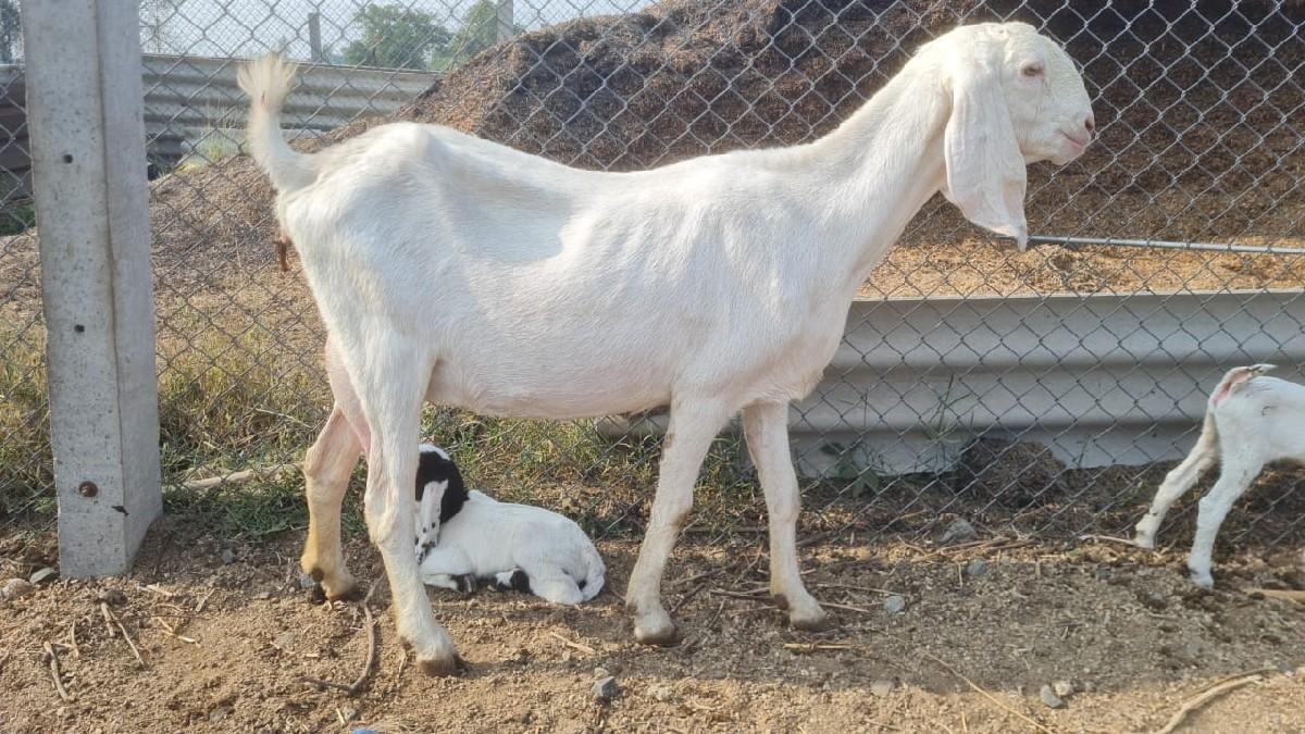 રાજસ્થાની બકરી બકરા