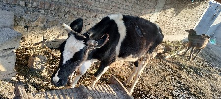 થંબનેલ 3