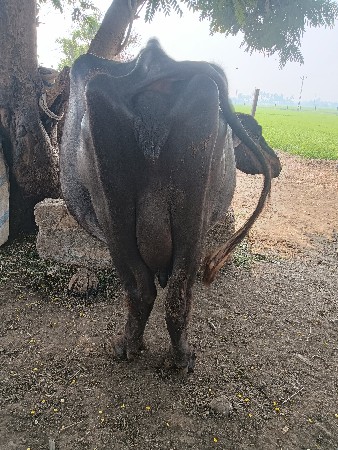 थंबनेल 3