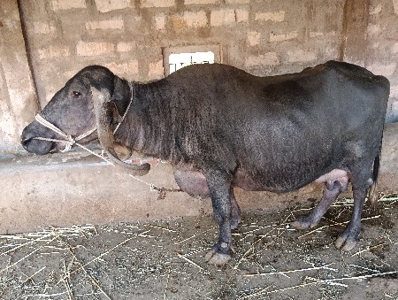 ભેંસ વેચવાની છે