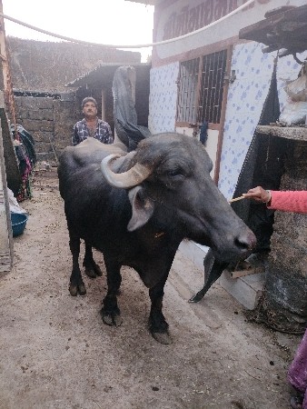ભેંસ વેચવાની છે mo- 63553 28388