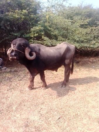 પાડો વેચવાનો છે