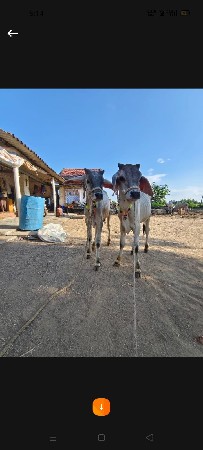 વાછડાં વેચવાના છે