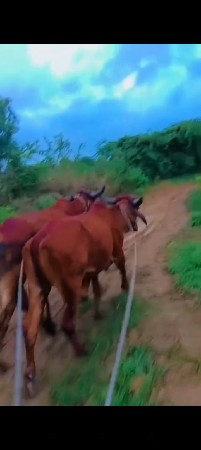 ગોધલા બળદ વેચવા છે દેશી