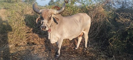 थंबनेल 3