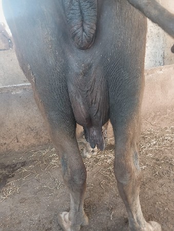 થંબનેલ 1