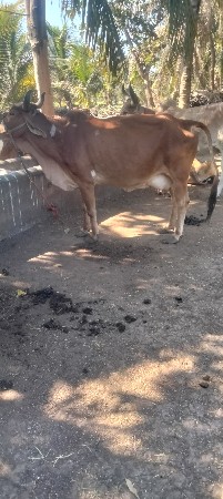 थंबनेल 3