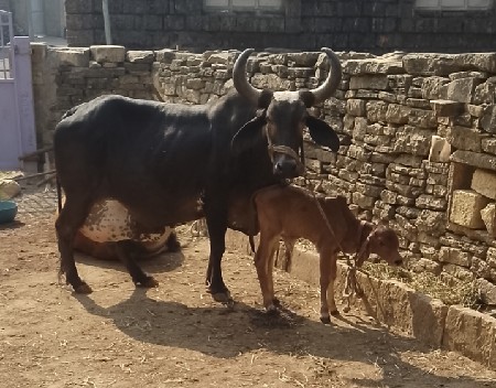 થંબનેલ 3