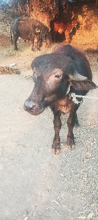 વેચવાનો છે નબર 9537045349