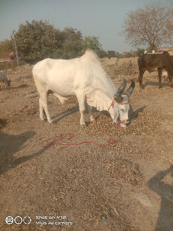 થંબનેલ 2