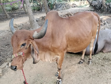ગાય વેસવાની છે