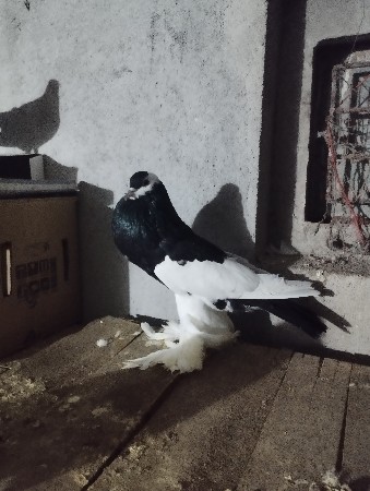 थंबनेल 2