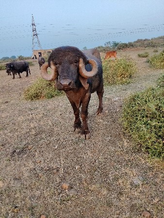 थंबनेल 3