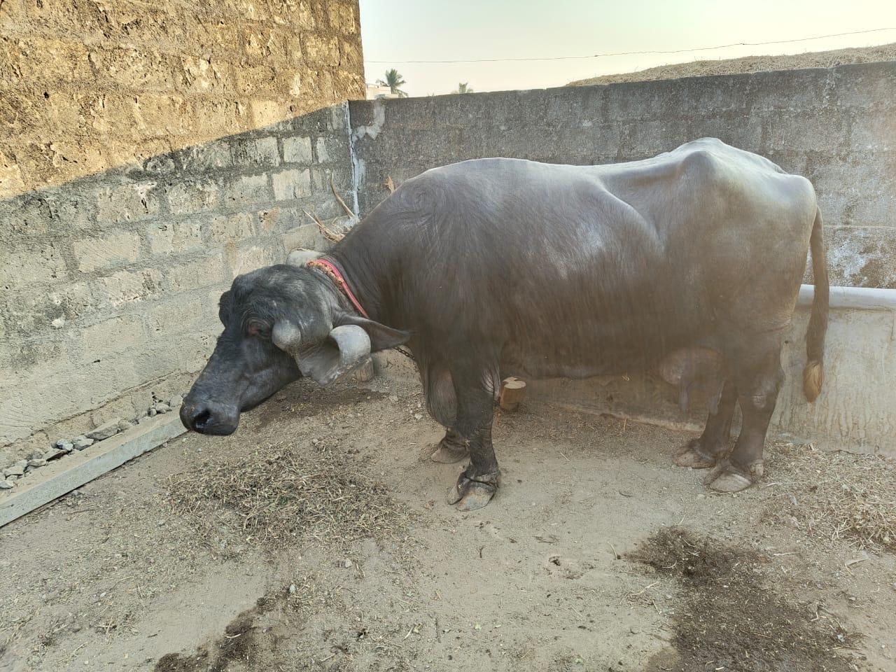 थंबनेल 6