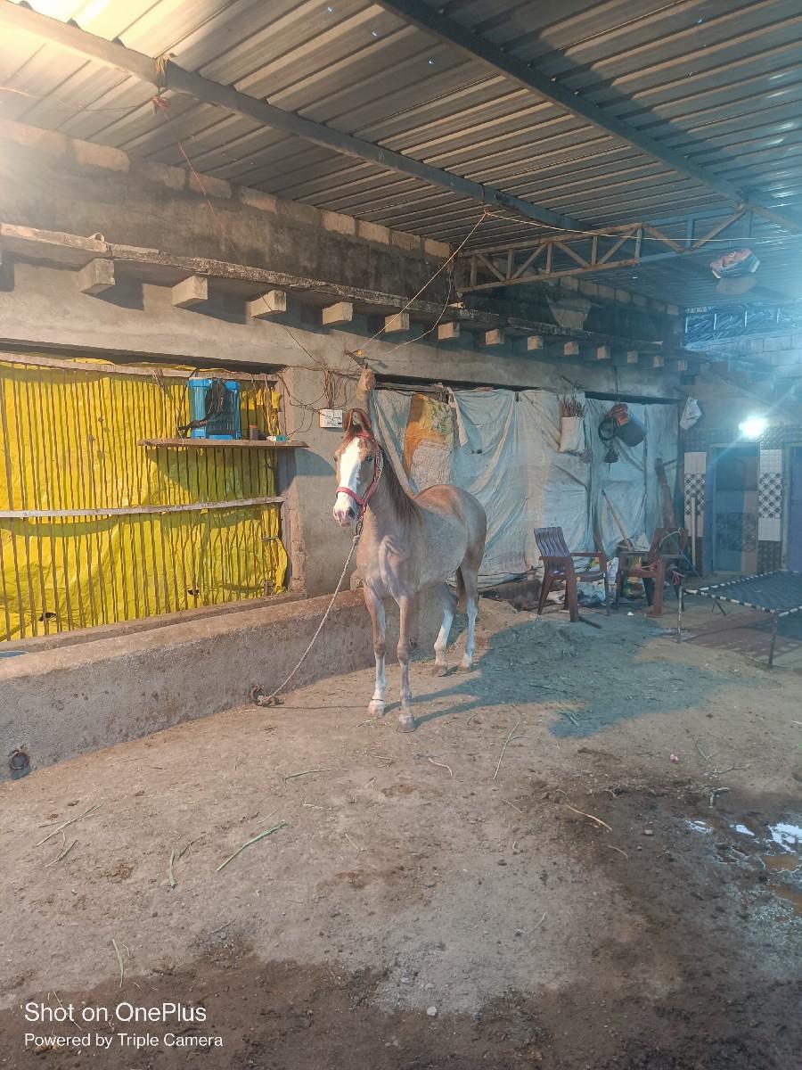 થંબનેલ 2