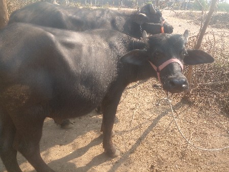 थंबनेल 1