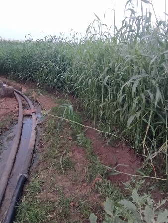 જુવાર વેચવા ની છે ડોડ વીઘો