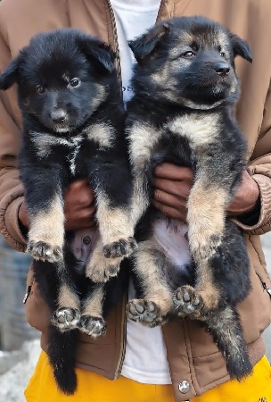 વેચવાના છે