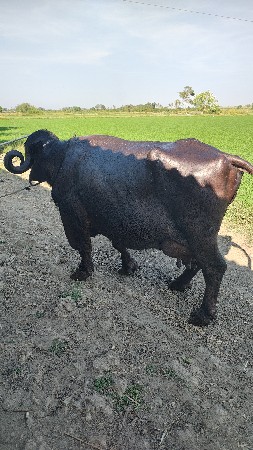 थंबनेल 2