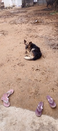 કુતરી વેચવાની છે