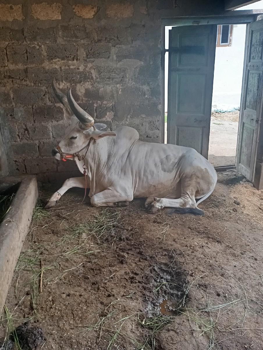 એક  બડદ  વેચવાની  છે