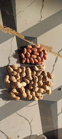 39 માંડવી વેચવાની છે કોરી છે