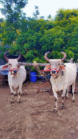 થંબનેલ 3