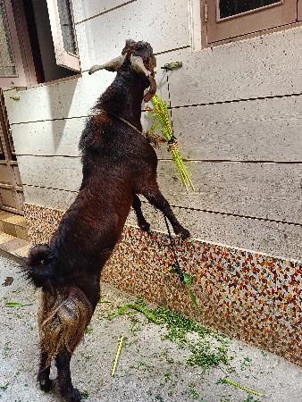 1.5 varas no ajmera colour ma